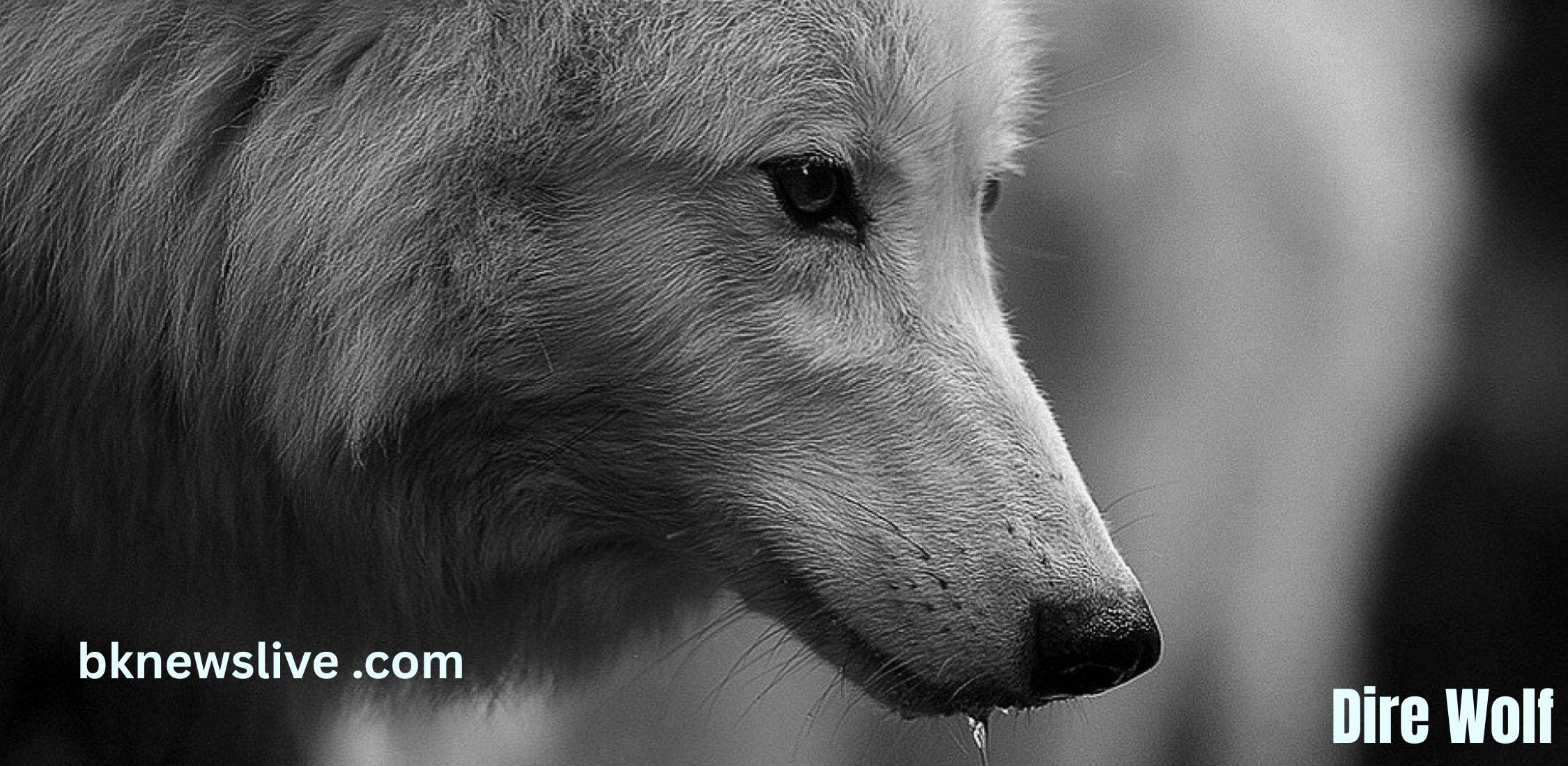 10 Mind-Blowing Facts You Never Knew About Dire Wolf…
