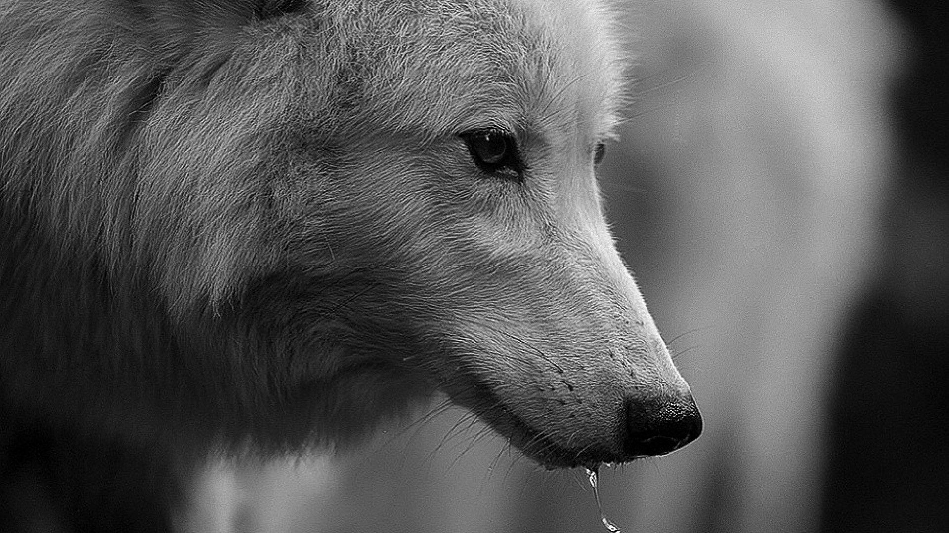 10 Mind-Blowing Facts You Never Knew About Dire Wolf... 9 Dire Wolf